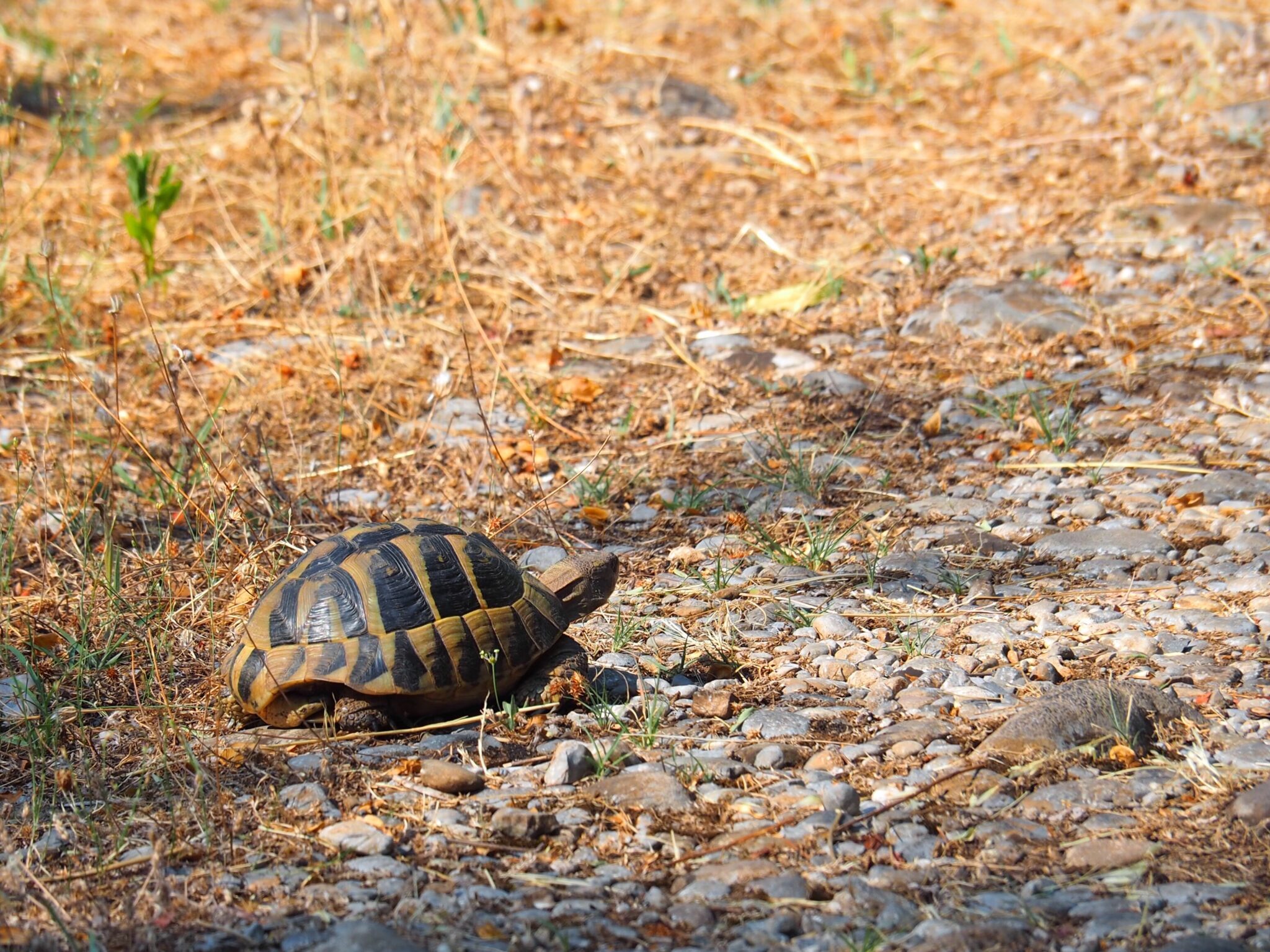Featured image of post The Southern Balkans